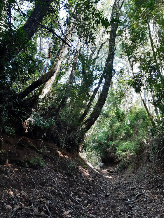 Circuito Mirador de Volcanes
