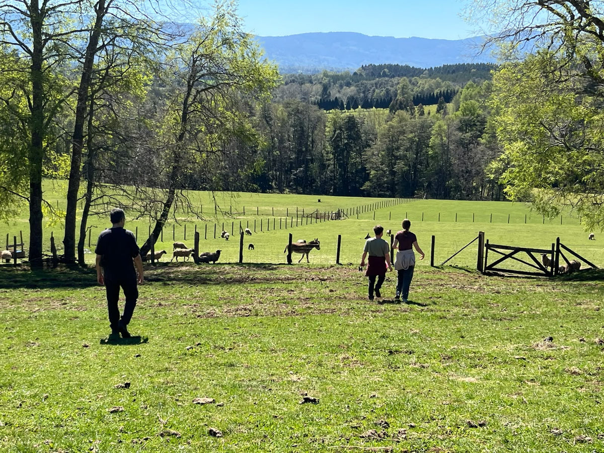 Grupo caminando en Huenuye-Rucapi