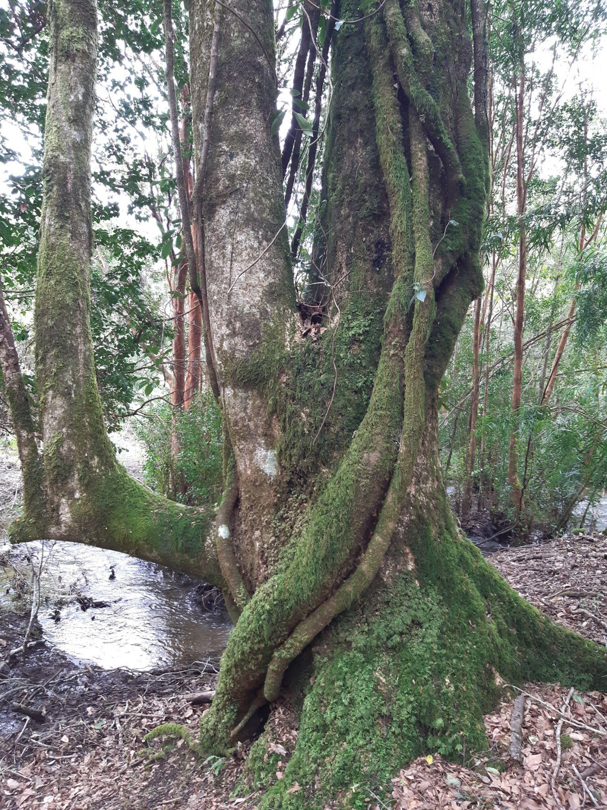 Bosque Viejo y caminos interiores