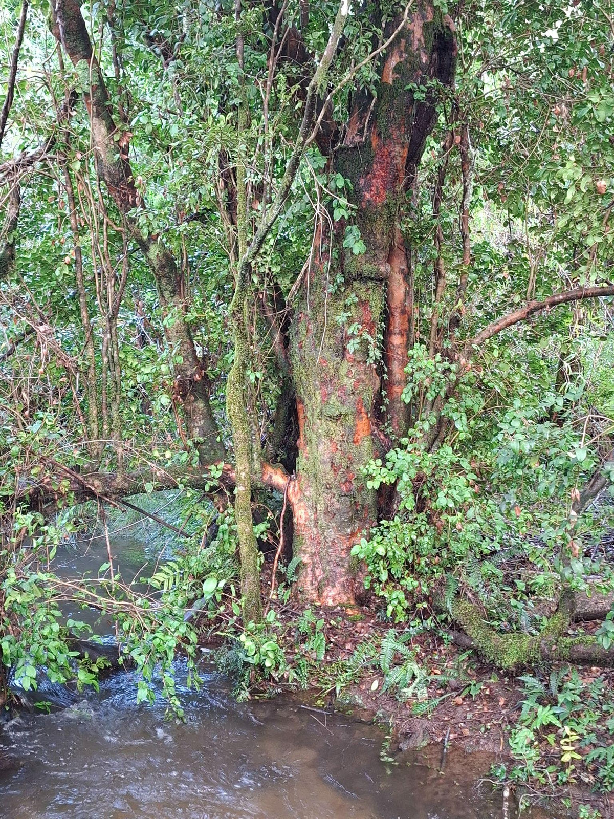 Bosque Viejo y caminos interiores
