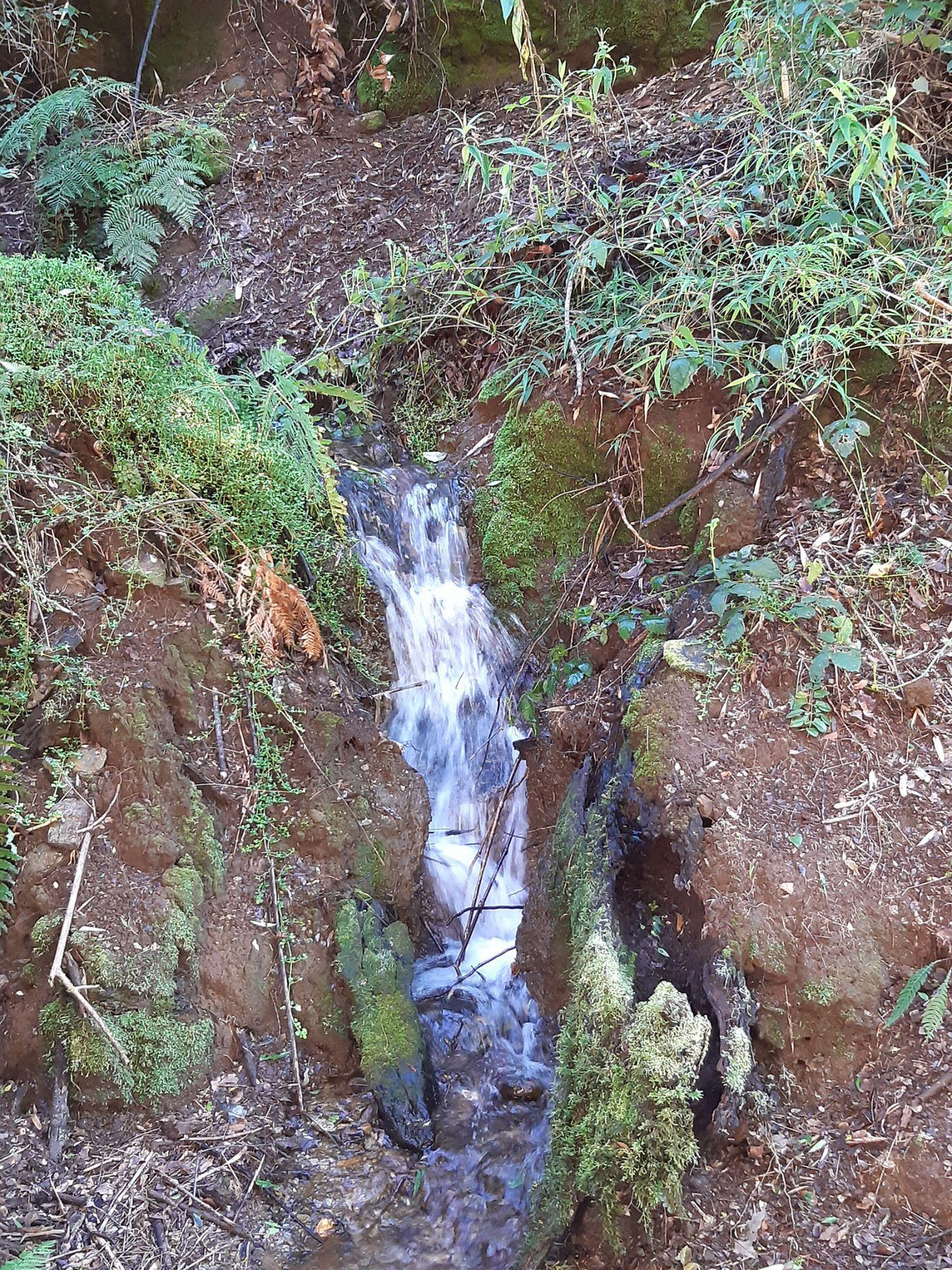 Sendero al Tranque