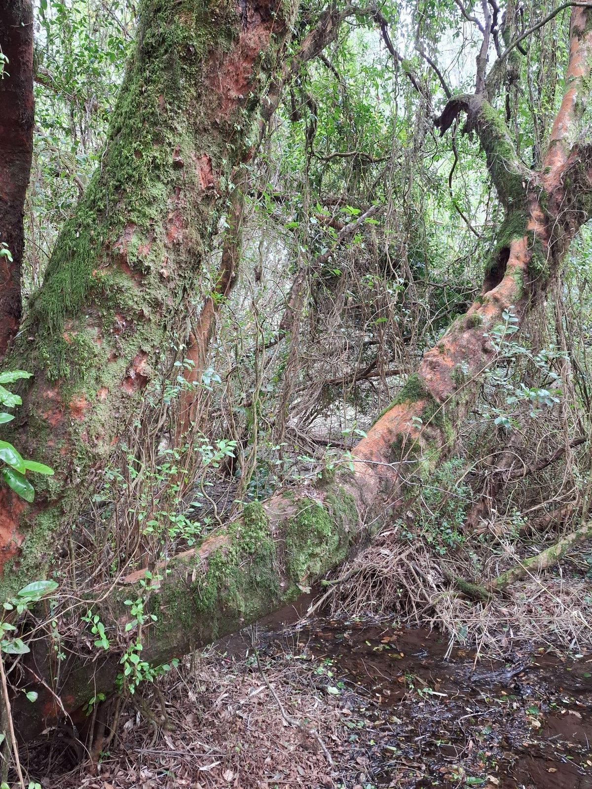 Regeneración natural del bosque