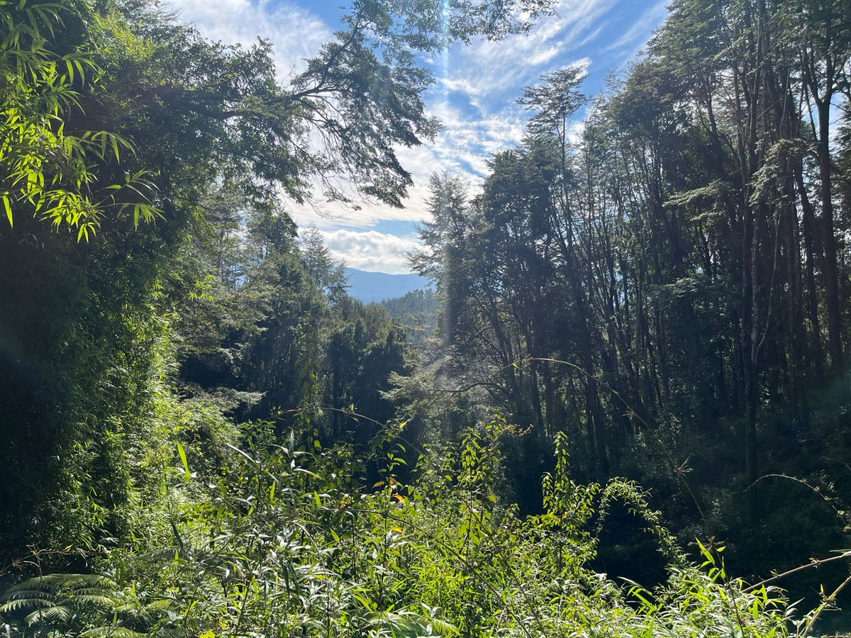 Sendero al Tranque