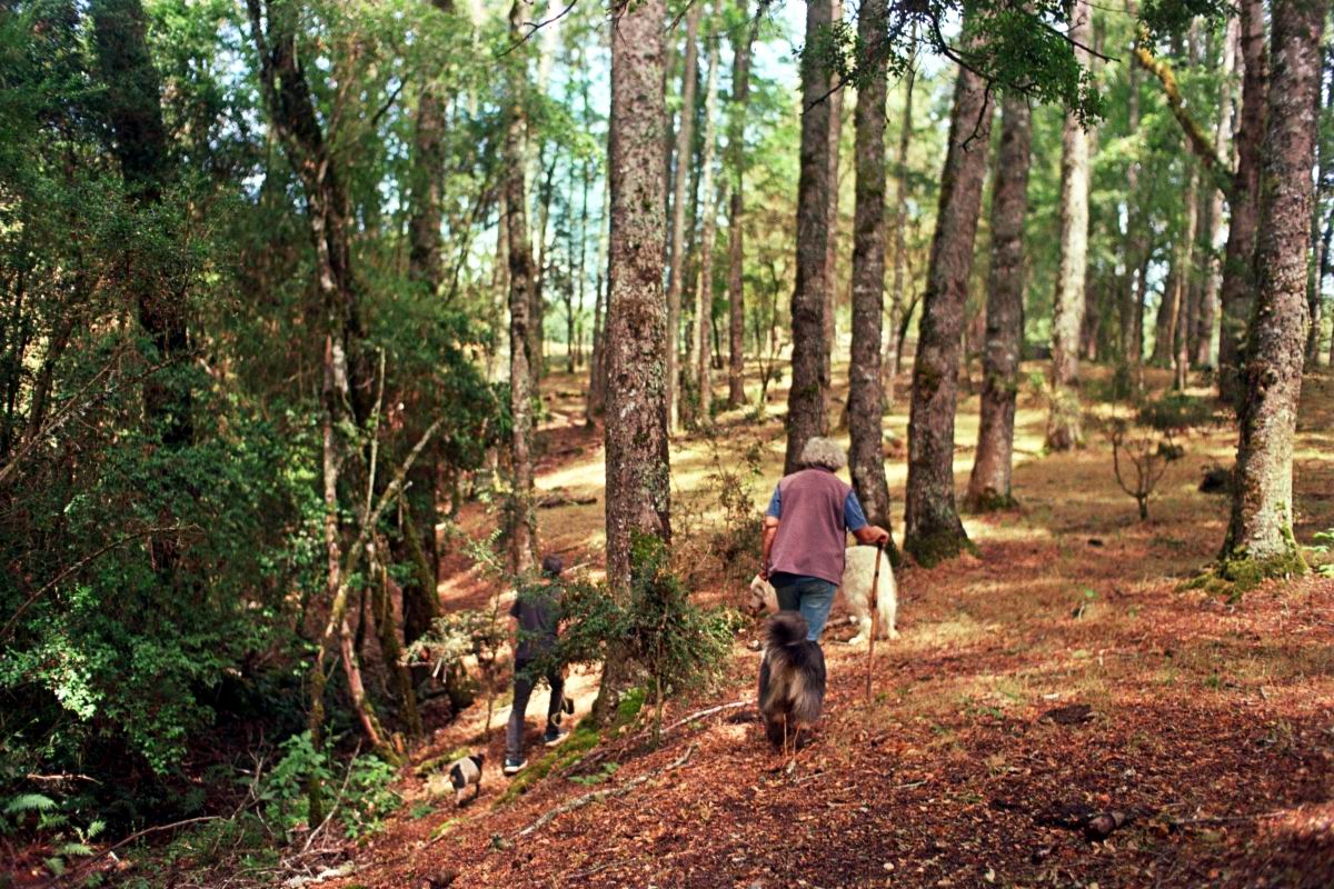 Bosque Viejo y caminos interiores