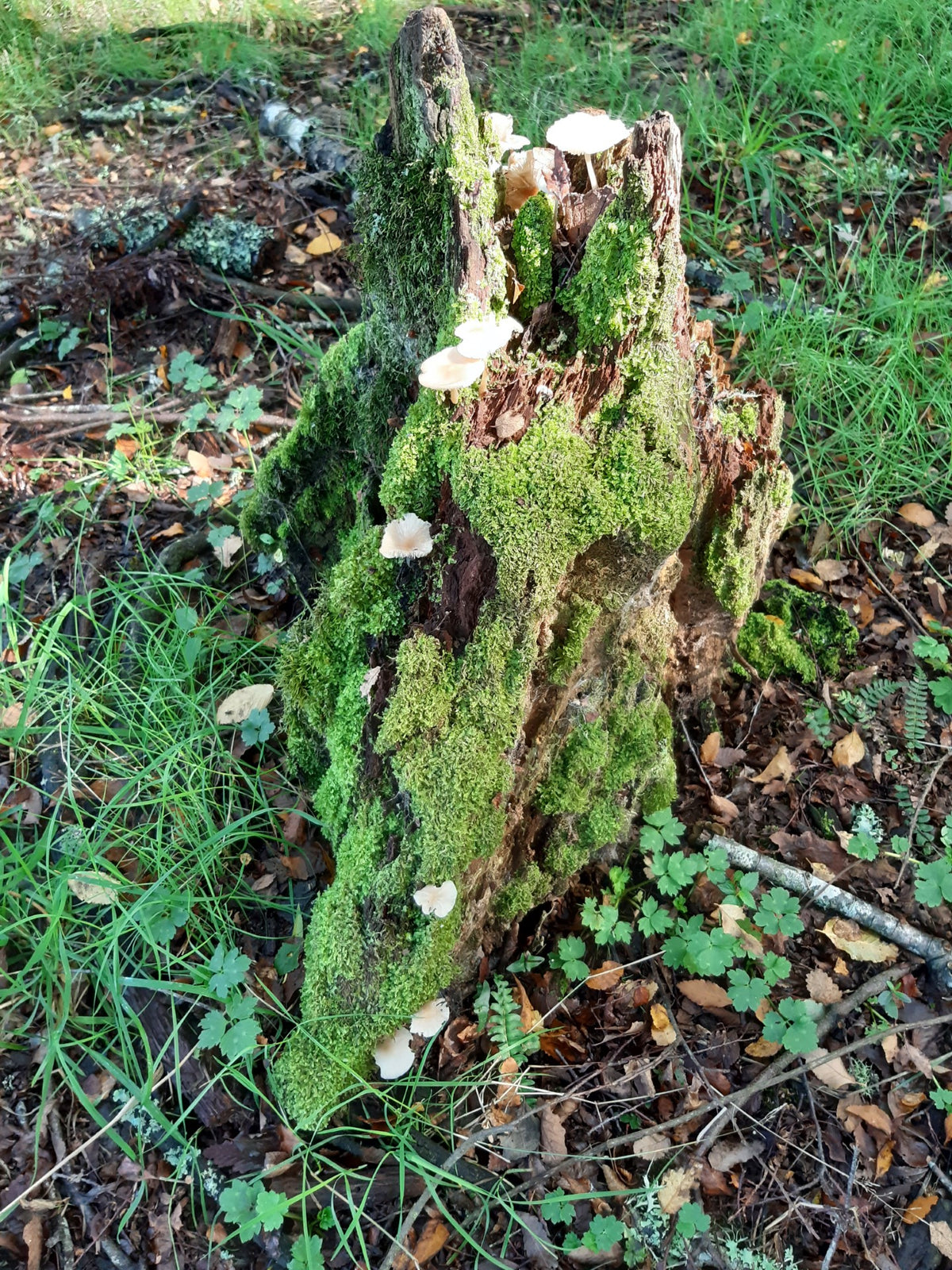 Tronco antiguo cortado en el bosque
